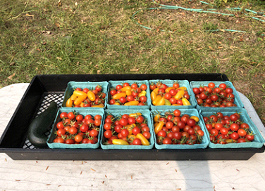 National Life Garden tomato harvest